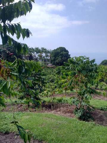 Costa Rica Peaberry