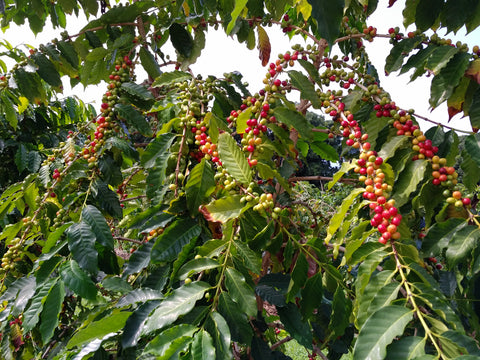 De-Caffeinated -- Guatemala